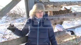 Спасение лосей как жизненное призвание Татьяны Пироговой, эфир от 03.02.2017