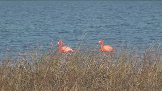 Two mysterious flamingos appear in South Bay