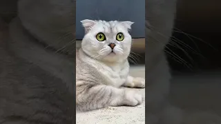 Sonia kisa 8 Funniest Cats 😹 Silliest Creature on Earth 😂 Funny Cats Videos 2023