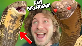 Kevin the KING COBRA gets a Girlfriend!