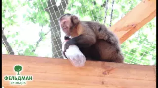 Бурые черноголовые капуцины Фельдман Экопарк/Feldman Ecopark’s tufted capuchins