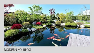 Modern Koi Blog #5217 - Claudia und Oles selbstgebauter Traumteich im Japangarten