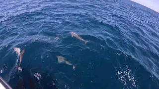 Dozens of Dolphins 🐬