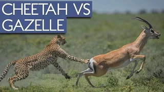 Amazing Moment Cheetah's Dinner Fought Back