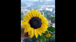 Gumpaste Sunflower Video Tutorial Preview