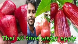 Thai Red All time Water apple plant, भाई बारहमासी लाल जमरूल, Green House Nursery