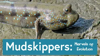 Mudskippers: Marvels of Evolution