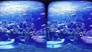 3D The Wonderful World of Ocean - Aquarium VR Videos 3D SBS [Google Cardboard VR Experience] VR Box