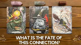 What is the Fate of this Connection? ✨👩‍🔬👨‍🎤✨ | Timeless Reading
