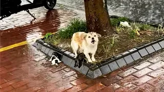 Abandoned in the rainstorm, the mother dog just wants to protect her babies!