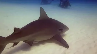 Bull Shark encounter - Scuba diving Playa del Carmen