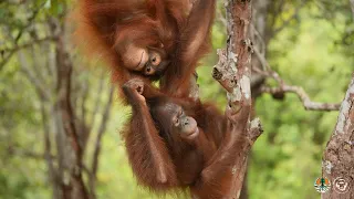 Have you heard about our orphaned infant orangutan soft-release programme? 🦧