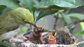 桂花樹上綠繡眼 (2) 餵食與成長 2016.6.20-26 Japanese White-eye eating (2)