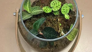 Jewel orchid care tips, repotting and different varieties