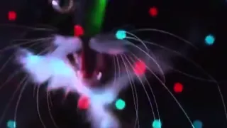 Katzen Techno