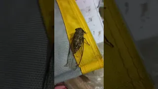 WHAT KIND OF INSECT IS THIS? #shorts #shortsvideo #insects #amazing