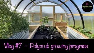 Polycrub growing progress - Vlog #7 (Polytunnel growing)