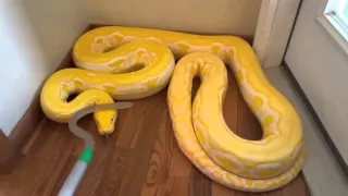 Reticulated Python handling in defense mode (zulu)