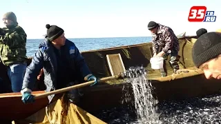 В Онежском озере выловят 450 тонн корюшки