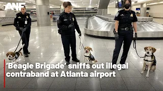 ‘Beagle Brigade’ sniffs out illegal contraband at Atlanta airport