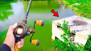 GIANT Bass LOADED In This SMALL Pond (Bank Fishing)