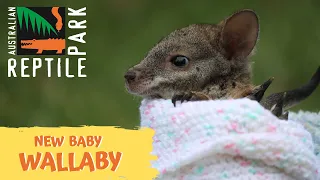 MEET OUR NEW WALLABY JOEY! | The Australian Reptile Park