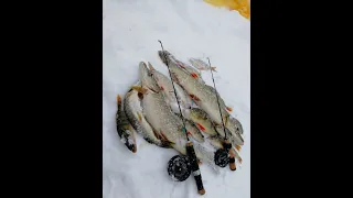 Как я Первый Лёд открывал! Рыбалка на жерлицы 2019-2020