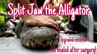 Rescued Alligator gets a new enclosure!