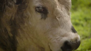 Norfolk Island  Cattle breeder - Robyn Menghetti