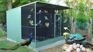 Amazing Parakeet Aviary Breeding - Our parakeets have laid eggs, Guide to Breeding Parakeets!