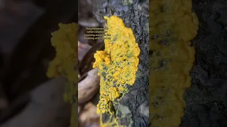 Insane Plasmodial Pulsing: How I Film Slime Mold Time Lapses on my iPhone