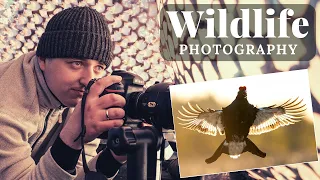 WILDLIFE Photography - BLACK GROUSE lek in spring | LOODUSFOTOGRAAFIA - Kevadine TEDREMÄNG