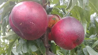 Нектарин Біг Топ. Nectarine Big Top. Крупний і дуже солодкий сорт. Огляд від Максі Сад