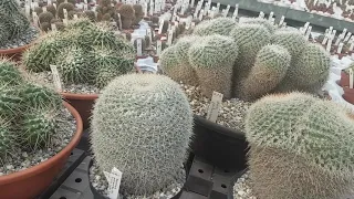 Виды маммилярий,цены  на кактусы..Mamillaria.343