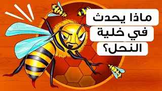 ماذا سترى لو ذهبت في جولة داخل خلية النحل؟