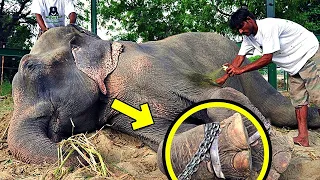 Man releases elephant chained for 50 years. His reaction will make you cry