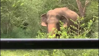 elephant attack Wasgamuwa national park Sampath Safari Jeep