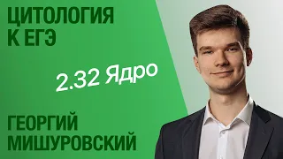 2.32. Строение и функции ядра | Цитология к ЕГЭ | Георгий Мишуровский