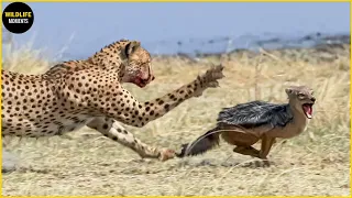 Jackal Mess With The Wrong Opponent And The Ending | Jackal VS Cheetah, Leopard, Lion