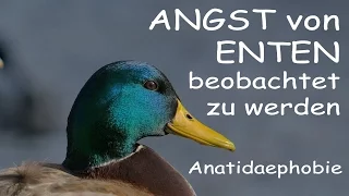 ANGST von ENTEN beobachtet zu werden - Anatidaephobie - Phobiekon #S1