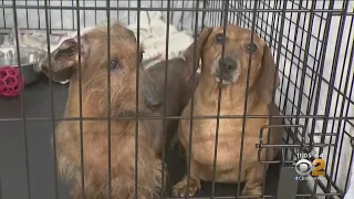 Dogs Rescued From New Jersey Hoarding Situation