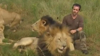 Man lives with huge African lions who consider him a part of their tribe