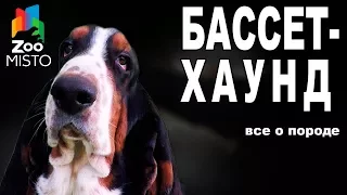 Бассет-Хаунд - Все о породе собаки | Собака породы - Бассет-Хаунд