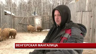 ВЕНГЕРСКАЯ МАНГАЛИЦА