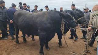 Shaxrixon Xoldanbek Choja Mol Bozori Narxlari Bilan Tanishing