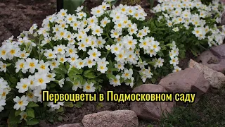 Первоцветы в начале мая в Подмосковном саду