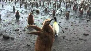 Baby King penguin  at Salisbury Plain