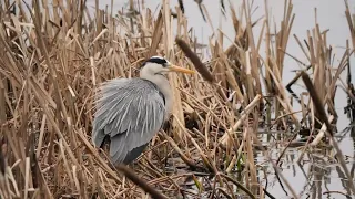 Grey Heron