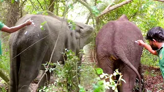 Destitute Elephant sought the help of wildlife officers to heal his acute infection