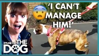 Walking Aggressive Boxer Leaves Owner Physical Pain😱 | It's Me or the Dog